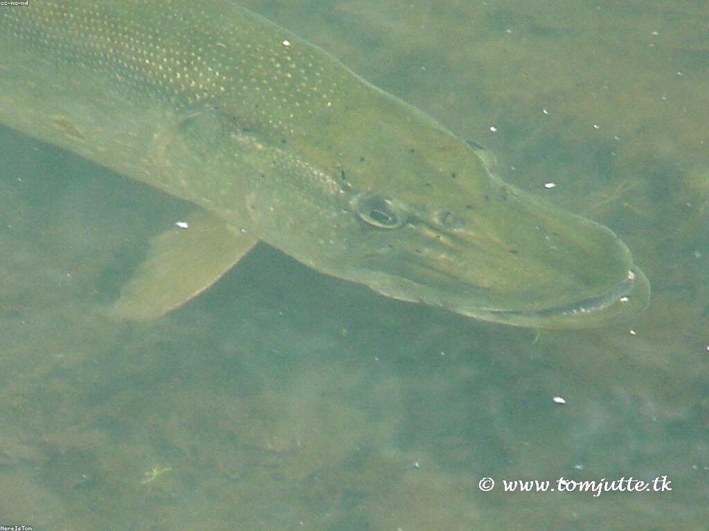 យុទ្ធសាស្ត្រសម្រាប់ការលេង Slot Fish